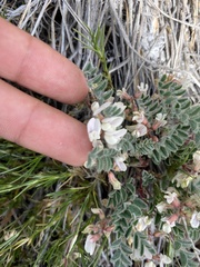 Astragalus pulsiferae
