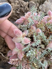 Astragalus pulsiferae