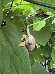 Aristolochia macrophylla