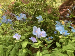 Meconopsis