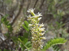Eysenhardtia orthocarpa