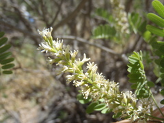 Eysenhardtia orthocarpa