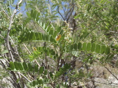 Eysenhardtia orthocarpa