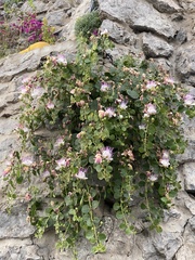 Capparis orientalis