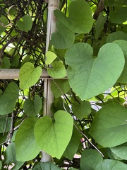 Aristolochia macrophylla