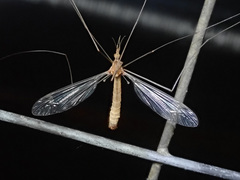 Tipula luna