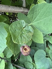 Aristolochia macrophylla