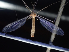 Tipula luna