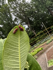 Tetraopes tetrophthalmus