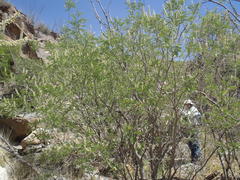 Eysenhardtia orthocarpa