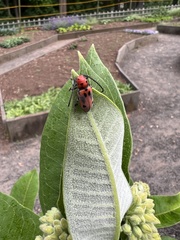 Tetraopes tetrophthalmus