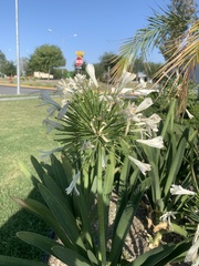 Agapanthus