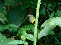 Dysithamnus stictothorax