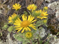 Grindelia nana
