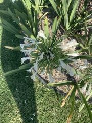 Agapanthus
