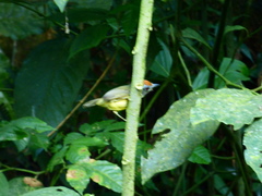 Dysithamnus stictothorax