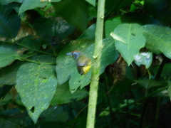 Dysithamnus stictothorax