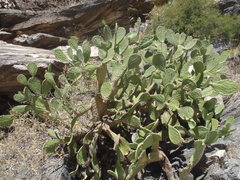 Opuntia laevis