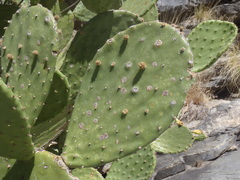 Opuntia laevis