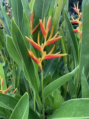 Heliconia × nickeriensis