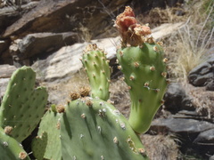 Opuntia laevis