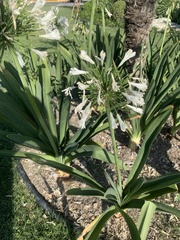 Agapanthus