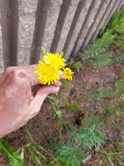 Crepis tectorum