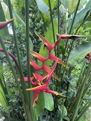 Heliconia × rauliniana