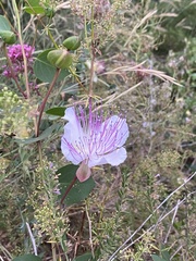 Capparis orientalis