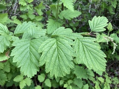 Holodiscus discolor discolor