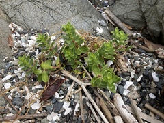 Honckenya peploides major