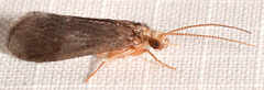 Nyctiophylax