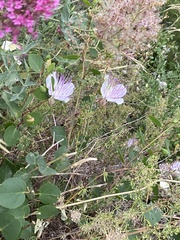 Capparis orientalis