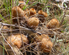 Echinocereus reichenbachii