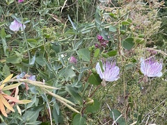 Capparis orientalis