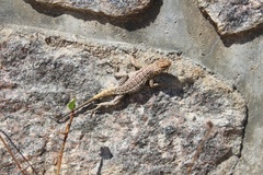 Oplurus quadrimaculatus