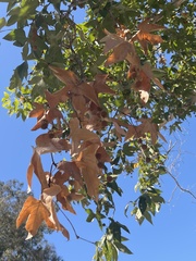 Platanus racemosa