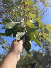 Platanus racemosa