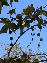 Platanus racemosa