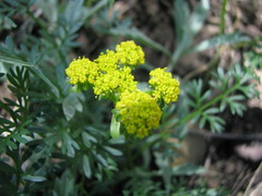 Lomatium cous