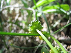 Lomatium cous
