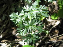 Lomatium cous