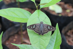 Polygonus leo arizonensis