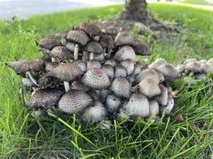 Fungi