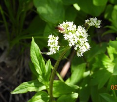 Valeriana occidentalis