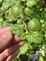 Ribes lobbii