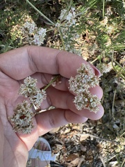 Eriogonum fasciculatum