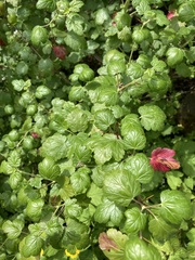 Ribes lobbii