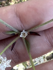 Eriogonum fasciculatum