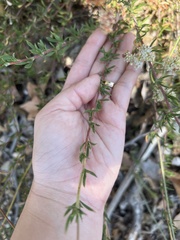 Eriogonum fasciculatum